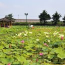 경주연꽃단지 이미지