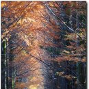 보보스캇 캠핑장 이미지