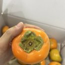 남밀양농협 초동지점 | 감나무집 아들이 추천하는 밀양 초동 단감!