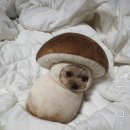세라아이파크용산 네이버블로그
