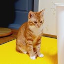 누리아미 이미지