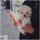 대구강아지분양 퍼피얌 이미지