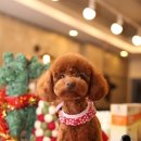 구름이 펫 미용샵 이미지