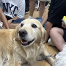 한울산업 | [화성 한울초등학교] 리아, 나들이와 함께한 6학년 행복교실 3시간의 힐링 기록! 🐶🐾