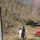 2124 | 거창 임불마을 병곡마을 능수벚꽃 후기