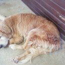 도그비앤비 이미지