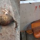 새마을동물병원 이미지