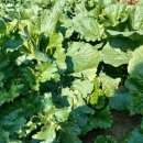 농사꾼농장 이미지