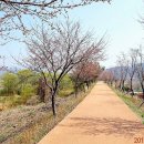 호미배수장 Daum카페