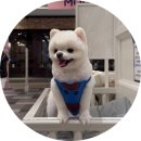 [망우맛집/애견동반술집] 안주가 진짜 미쳐버린 요리...술집 ‘개술’ 후기 🐶&開 (feat. 해피아워 만원...