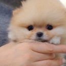 스누피독 miniteacuppuppy 이미지