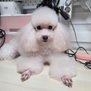퍼피 베어(PUPPY-BEAR) 네이버블로그