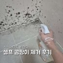 내돈내산 베란다 곰팡이 셀프 제거 후기 닥터클린 곰팡이제거제 사용후기