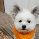 멈머