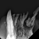 이솜동물병원 이미지