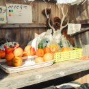 파파야농장 화장실 이미지