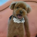 프로펫 애견 미용실 이미지