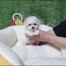 하운드광주하남 | 광주상무지구 강아지분양 후회없었던 애견분양샵 (feat. 수완, 신창, 하남, 효천, 입양)