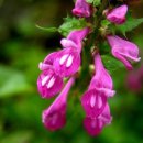 꽃며느리 이미지