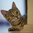 샤인고양이메디컬센터 이미지