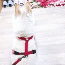 보듬샵 이미지