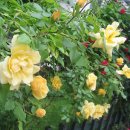 장미화원 이미지