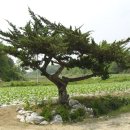 송내로 이미지