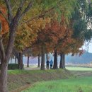 낙동강변 늦가을 정취ㅡ물억새 - by 모모수계 이미지