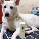 프로펫 | [닥터프로펫] 강아지 유산균 후기 | 강아지 변비 고민이라면? 액상형 유산균 추천!