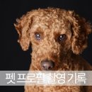 파주 운정사진관 반려견 프로필 촬영｜모두와스튜디오 × 푸들 촬영 후기
