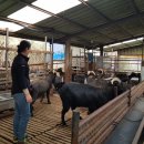 대신종축 이미지