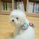 천사날개