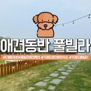 더베이1804-1풀빌라펜션 | 거제도 애견동반 풀빌라 펜션 추천 더베이 1804 풀빌라 애견 펜션