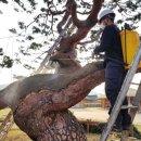 마을 보호수 이미지