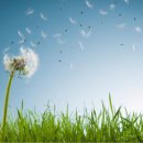 민들레울 이미지