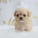 하남강아지 이미지