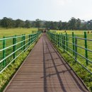 제주의 제주마 이미지