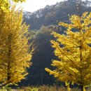 은행나무 주유소 이미지