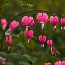 아름답개 이미지