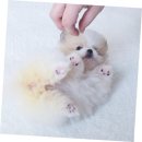 더독스 강아지분양 서울 이미지