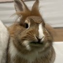 유니펫 | 토끼 쇼핑몰 모음