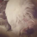 똥강아지 이미지