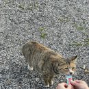 루리스 이미지