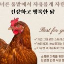 고분계란 이미지