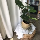 페이보릿카롱 이미지