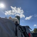 펫미나무 이미지