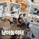 무궁화로 | 일산 고양이카페 냥이놀이터에서 힐링한 일산데이트 후기