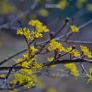 봄꽃체험코스 이미지