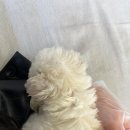 헬스 | 헬스독에서 전북강아지분양 받았던 솔직한 후기