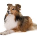 스타동물병원 이미지